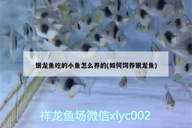 銀龍魚(yú)吃的小魚(yú)怎么養(yǎng)的(如何飼養(yǎng)銀龍魚(yú)) 銀龍魚(yú)