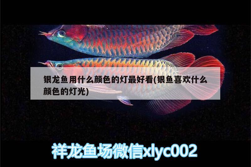 銀龍魚用什么顏色的燈最好看(銀魚喜歡什么顏色的燈光) 銀龍魚百科