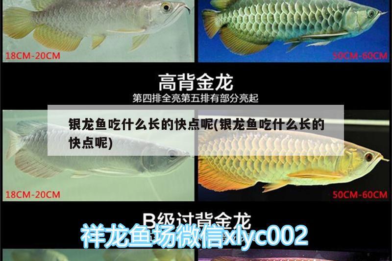 銀龍魚吃什么長的快點呢(銀龍魚吃什么長的快點呢)