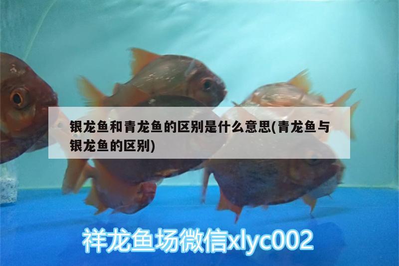 銀龍魚和青龍魚的區(qū)別是什么意思(青龍魚與銀龍魚的區(qū)別) 青龍魚