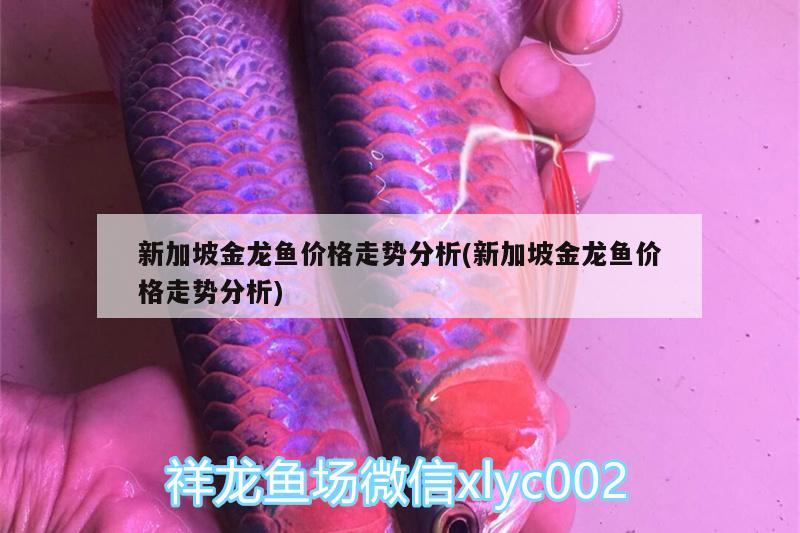 新加坡金龍魚價(jià)格走勢分析(新加坡金龍魚價(jià)格走勢分析)