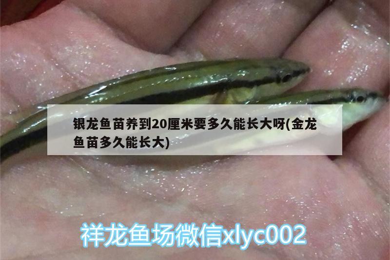 銀龍魚苗養(yǎng)到20厘米要多久能長(zhǎng)大呀(金龍魚苗多久能長(zhǎng)大) 銀龍魚百科