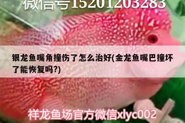 銀龍魚嘴角撞傷了怎么治好(金龍魚嘴巴撞壞了能恢復(fù)嗎?) 銀龍魚百科