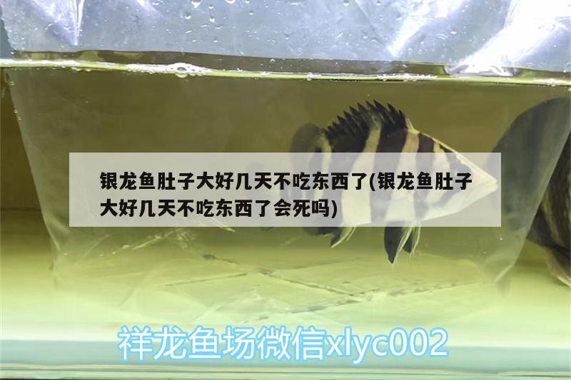 銀龍魚肚子大好幾天不吃東西了(銀龍魚肚子大好幾天不吃東西了會(huì)死嗎)