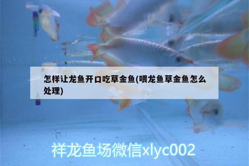 怎樣讓龍魚開口吃草金魚(喂龍魚草金魚怎么處理) 魟魚百科