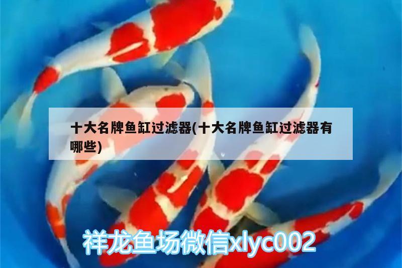 十大名牌魚缸過濾器(十大名牌魚缸過濾器有哪些) 細(xì)線銀版魚