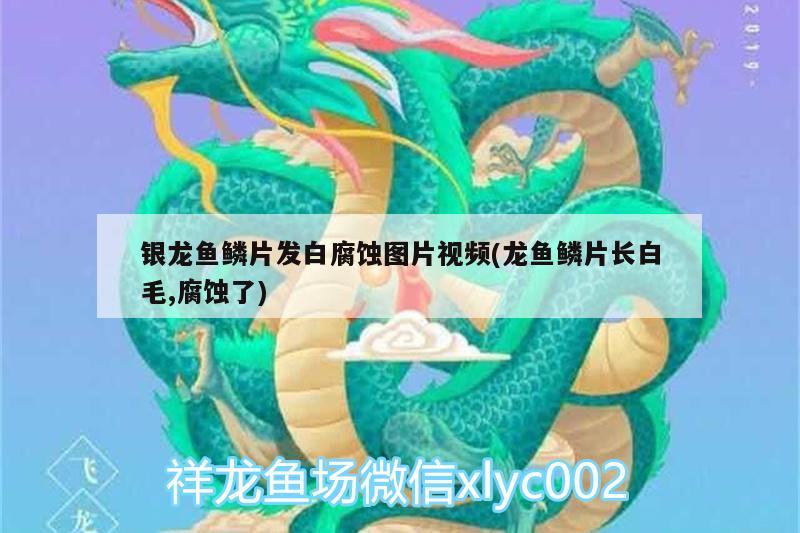 銀龍魚鱗片發(fā)白腐蝕圖片視頻(龍魚鱗片長白毛,腐蝕了) 銀龍魚