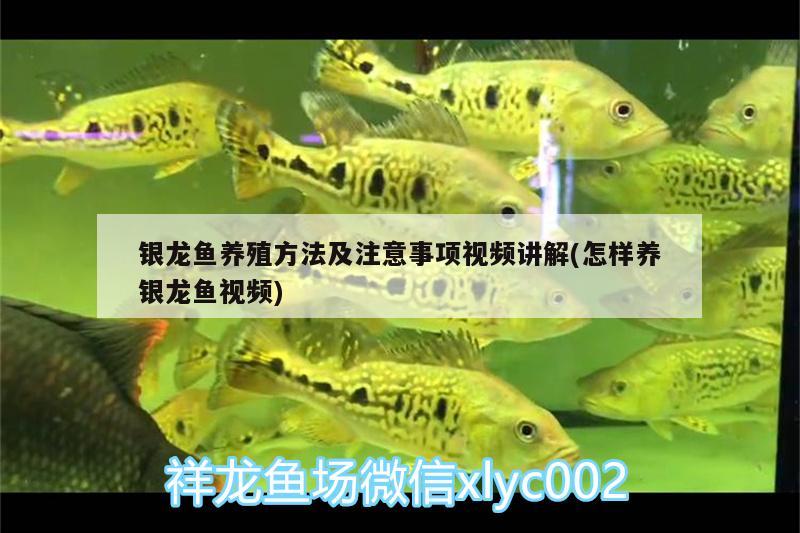 銀龍魚養(yǎng)殖方法及注意事項(xiàng)視頻講解(怎樣養(yǎng)銀龍魚視頻) 銀龍魚百科