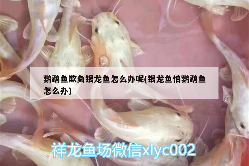 鸚鵡魚欺負銀龍魚怎么辦呢(銀龍魚怕鸚鵡魚怎么辦) 鸚鵡魚