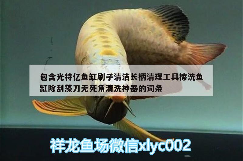 包含光特億魚缸刷子清潔長(zhǎng)柄清理工具擦洗魚缸除刮藻刀無(wú)死角清洗神器的詞條 光特億