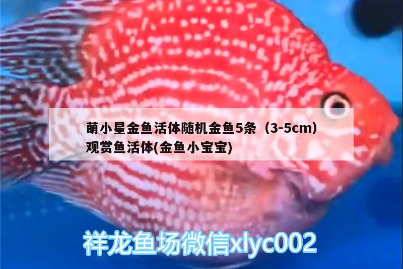 萌小星金魚活體隨機金魚5條（3-5cm）觀賞魚活體(金魚小寶寶)