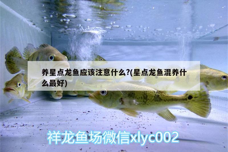 養(yǎng)星點(diǎn)龍魚應(yīng)該注意什么?(星點(diǎn)龍魚混養(yǎng)什么最好) 斑馬鴨嘴魚苗