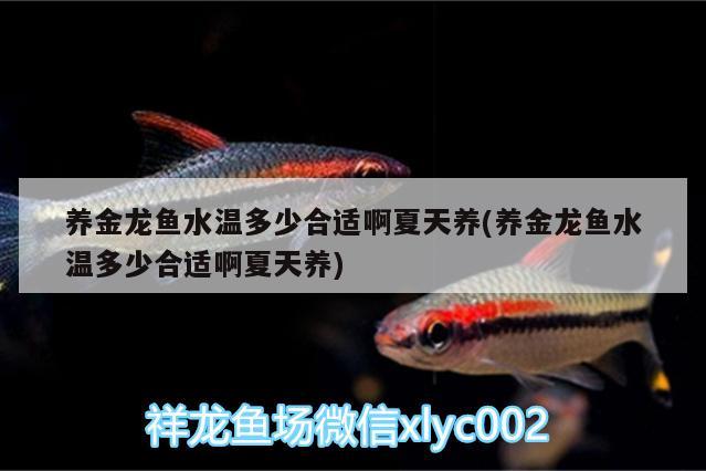 養(yǎng)金龍魚(yú)水溫多少合適啊夏天養(yǎng)(養(yǎng)金龍魚(yú)水溫多少合適啊夏天養(yǎng)) 大正錦鯉魚(yú)