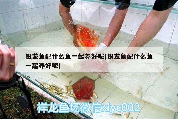 銀龍魚配什么魚一起養(yǎng)好呢(銀龍魚配什么魚一起養(yǎng)好呢) 銀龍魚 第1張