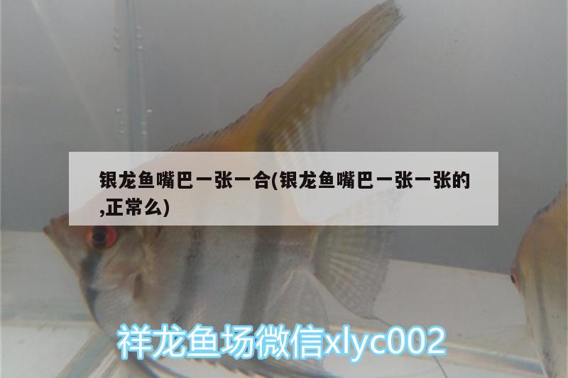 銀龍魚嘴巴一張一合(銀龍魚嘴巴一張一張的,正常么)