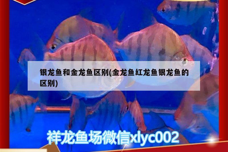 銀龍魚和金龍魚區(qū)別(金龍魚紅龍魚銀龍魚的區(qū)別)