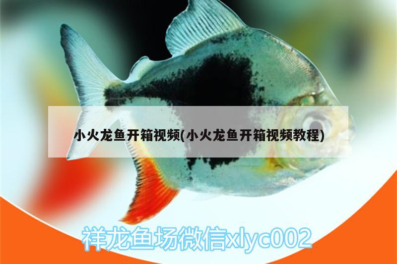 小火龍魚開箱視頻(小火龍魚開箱視頻教程) 祥龍水族護理水