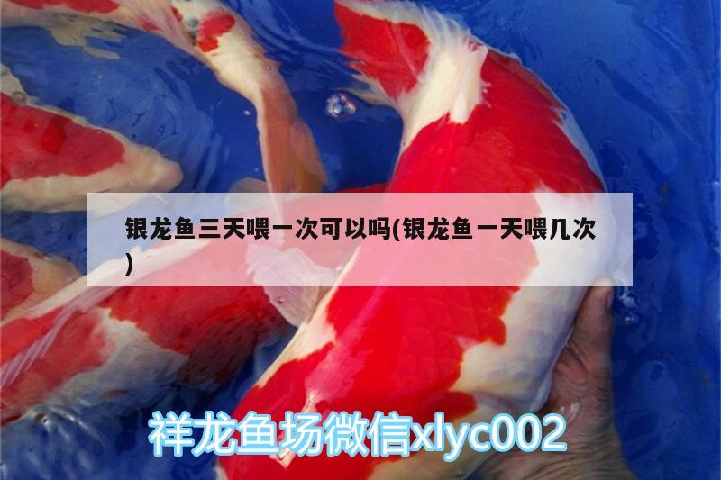 銀龍魚三天喂一次可以嗎(銀龍魚一天喂幾次) 銀龍魚