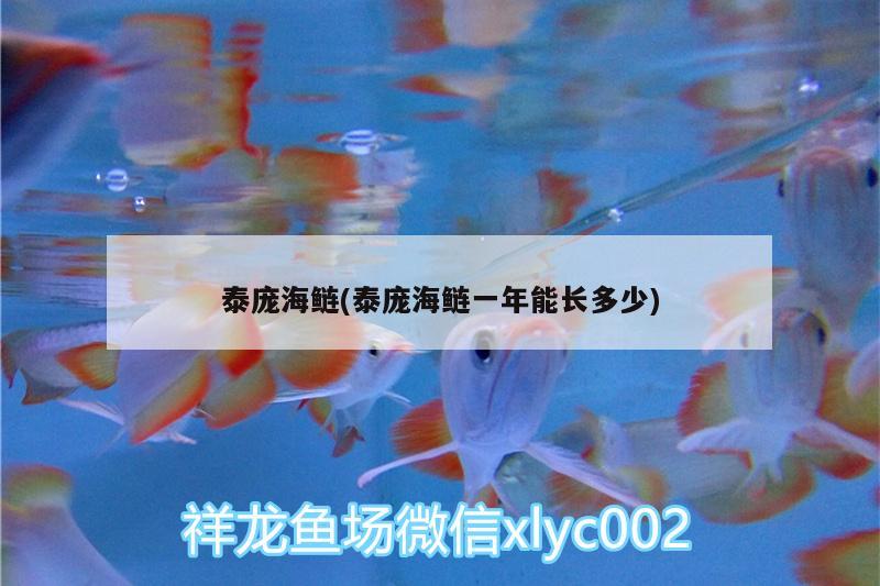 泰龐海鰱(泰龐海鰱一年能長多少) 廣州水族器材濾材批發(fā)市場