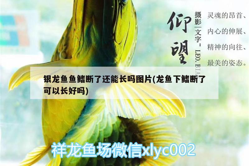 銀龍魚魚鰭斷了還能長嗎圖片(龍魚下鰭斷了可以長好嗎)