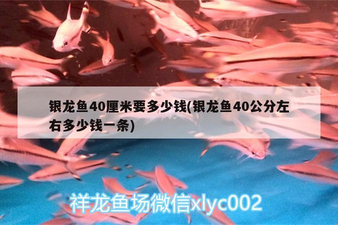 銀龍魚40厘米要多少錢(銀龍魚40公分左右多少錢一條) 銀龍魚