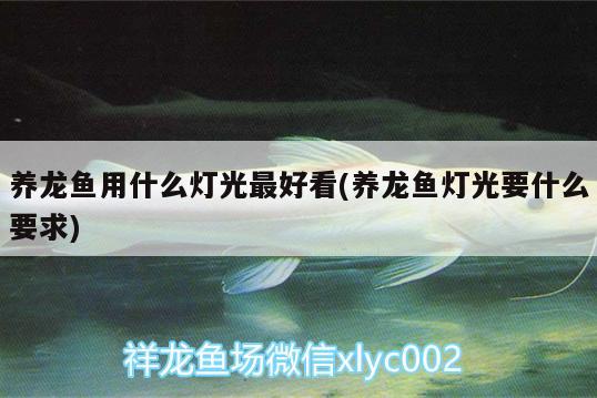 養(yǎng)龍魚用什么燈光最好看(養(yǎng)龍魚燈光要什么要求)