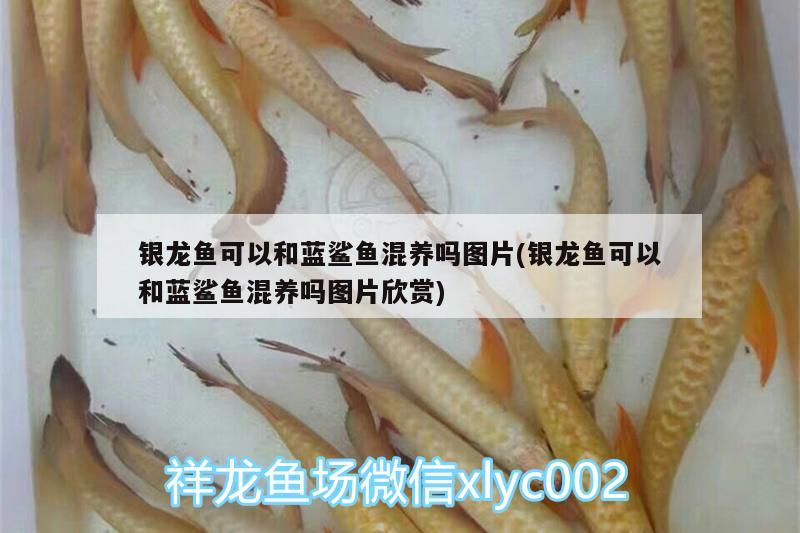 銀龍魚(yú)可以和藍(lán)鯊魚(yú)混養(yǎng)嗎圖片(銀龍魚(yú)可以和藍(lán)鯊魚(yú)混養(yǎng)嗎圖片欣賞) 銀龍魚(yú)百科