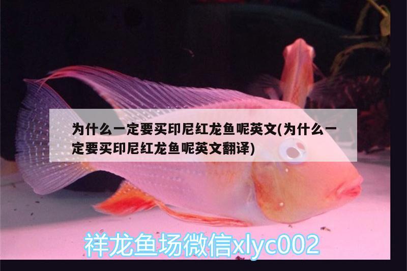 為什么一定要買印尼紅龍魚呢英文(為什么一定要買印尼紅龍魚呢英文翻譯)