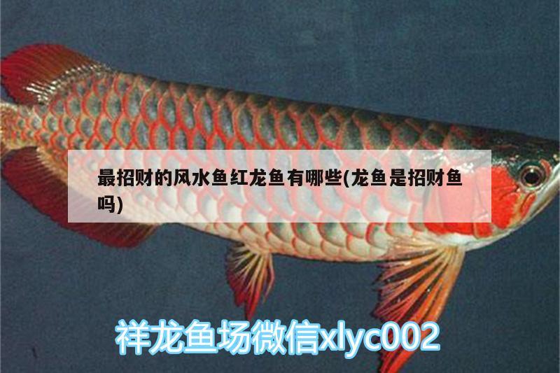 最招財?shù)娘L水魚紅龍魚有哪些(龍魚是招財魚嗎) 魚缸風水