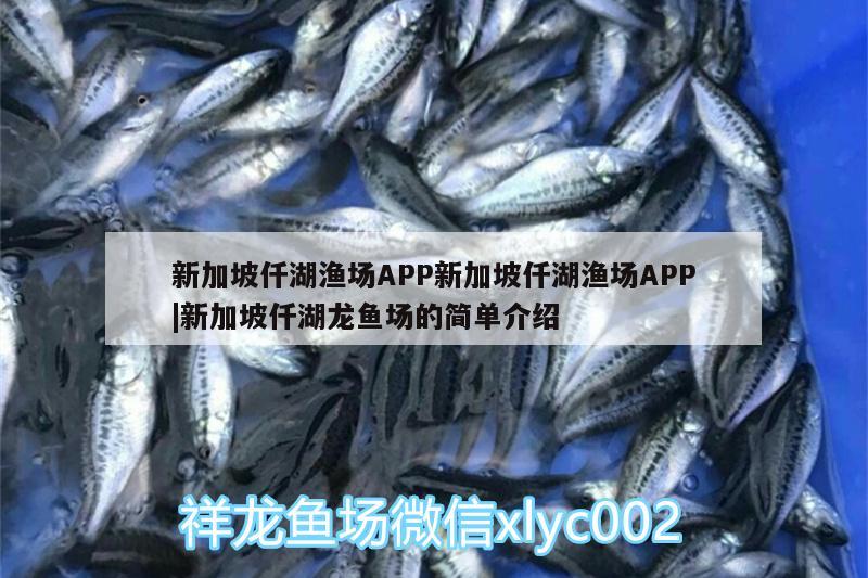 新加坡仟湖漁場(chǎng)APP新加坡仟湖漁場(chǎng)APP|新加坡仟湖龍魚場(chǎng)的簡(jiǎn)單介紹 仟湖