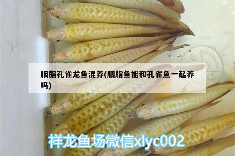 胭脂孔雀龍魚混養(yǎng)(胭脂魚能和孔雀魚一起養(yǎng)嗎) 胭脂孔雀龍魚