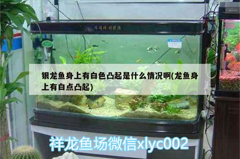 銀龍魚身上有白色凸起是什么情況啊(龍魚身上有白點凸起)