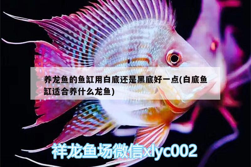 養(yǎng)龍魚的魚缸用白底還是黑底好一點(白底魚缸適合養(yǎng)什么龍魚)