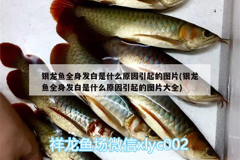 銀龍魚全身發(fā)白是什么原因引起的圖片(銀龍魚全身發(fā)白是什么原因引起的圖片大全) 銀龍魚百科