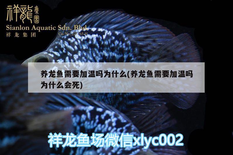 養(yǎng)龍魚(yú)需要加溫嗎為什么(養(yǎng)龍魚(yú)需要加溫嗎為什么會(huì)死) 黃吉金龍（白子金龍魚(yú)）