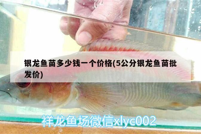 銀龍魚苗多少錢一個價格(5公分銀龍魚苗批發(fā)價) 銀龍魚