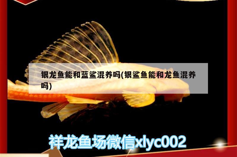 銀龍魚(yú)能和藍(lán)鯊混養(yǎng)嗎(銀鯊魚(yú)能和龍魚(yú)混養(yǎng)嗎)