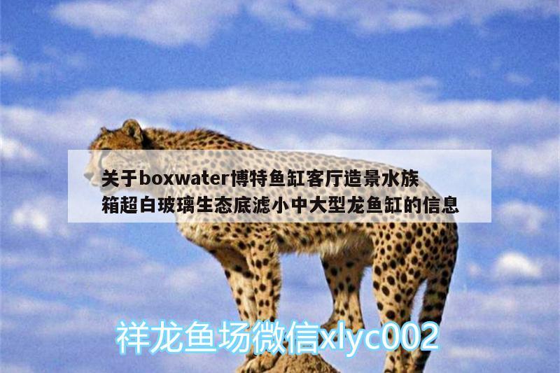 關于boxwater博特魚缸客廳造景水族箱超白玻璃生態(tài)底濾小中大型龍魚缸的信息