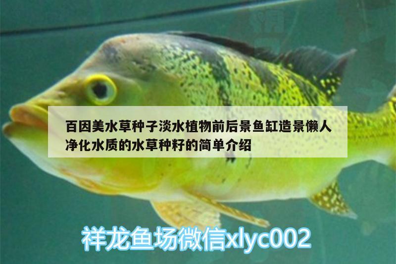 百因美水草種子淡水植物前后景魚(yú)缸造景懶人凈化水質(zhì)的水草種籽的簡(jiǎn)單介紹 水草