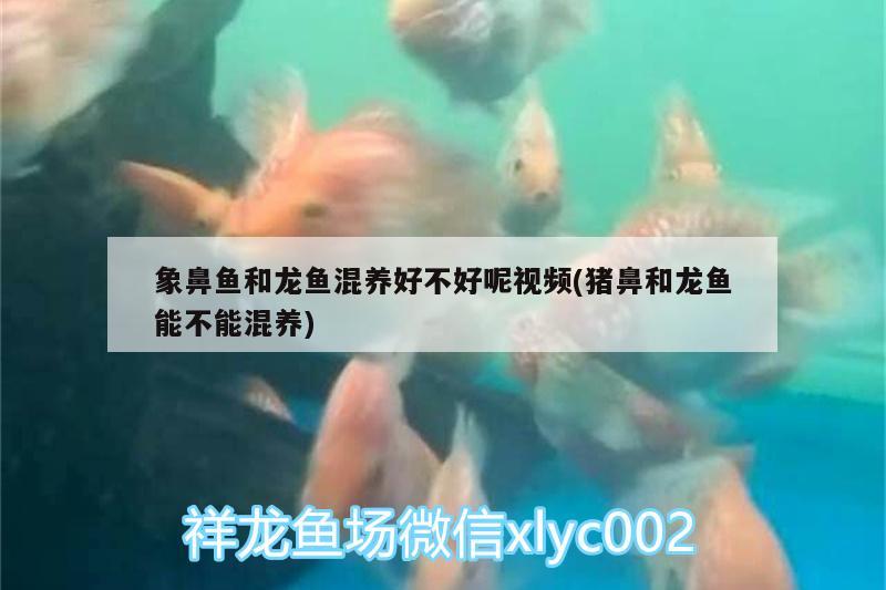 象鼻魚和龍魚混養(yǎng)好不好呢視頻(豬鼻和龍魚能不能混養(yǎng))