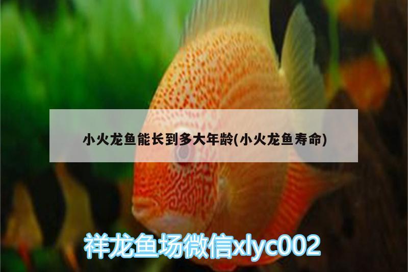 小火龍魚能長到多大年齡(小火龍魚壽命) 黃吉金龍（白子金龍魚）