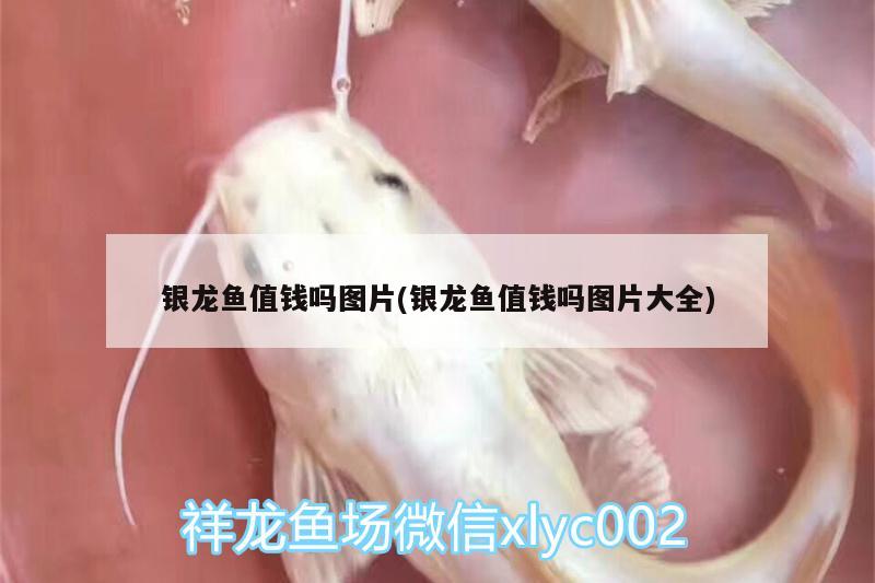 銀龍魚值錢嗎圖片(銀龍魚值錢嗎圖片大全)