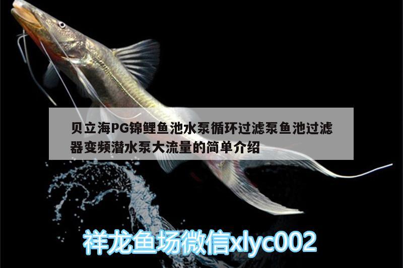 貝立海PG錦鯉魚池水泵循環(huán)過濾泵魚池過濾器變頻潛水泵大流量的簡單介紹 廣州水族器材濾材批發(fā)市場