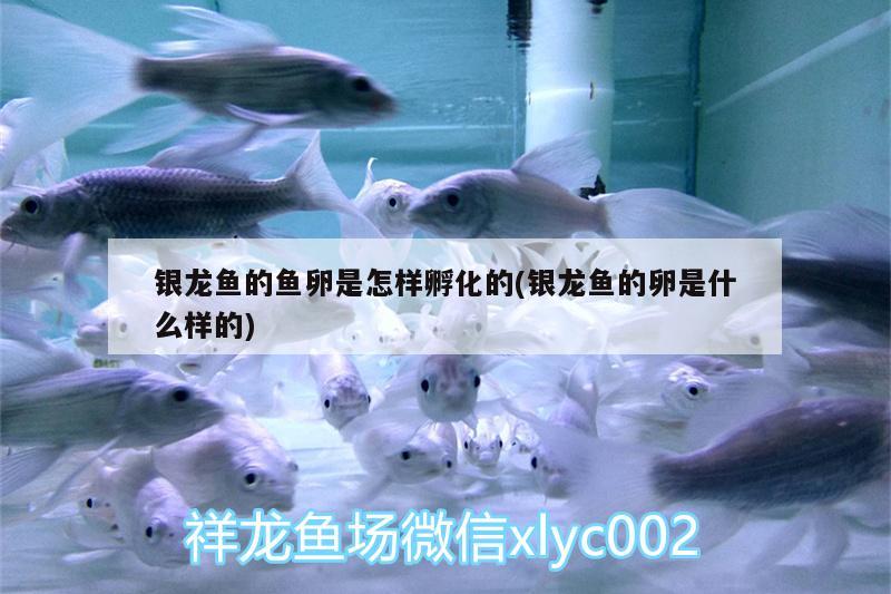 銀龍魚的魚卵是怎樣孵化的(銀龍魚的卵是什么樣的)