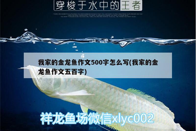 我家的金龍魚作文500字怎么寫(我家的金龍魚作文五百字)