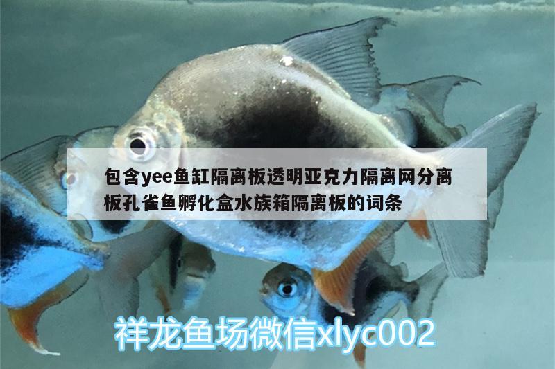 包含yee魚(yú)缸隔離板透明亞克力隔離網(wǎng)分離板孔雀魚(yú)孵化盒水族箱隔離板的詞條