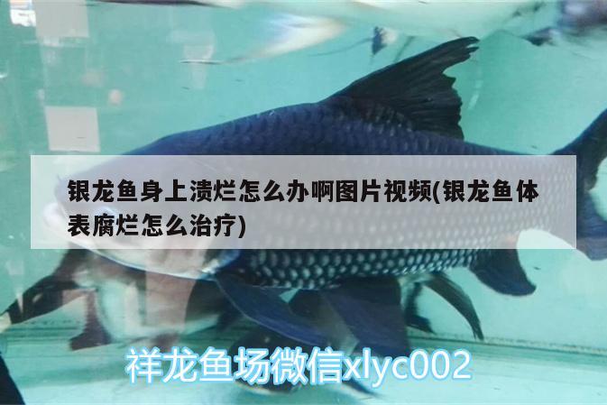 銀龍魚身上潰爛怎么辦啊圖片視頻(銀龍魚體表腐爛怎么治療) 銀龍魚百科