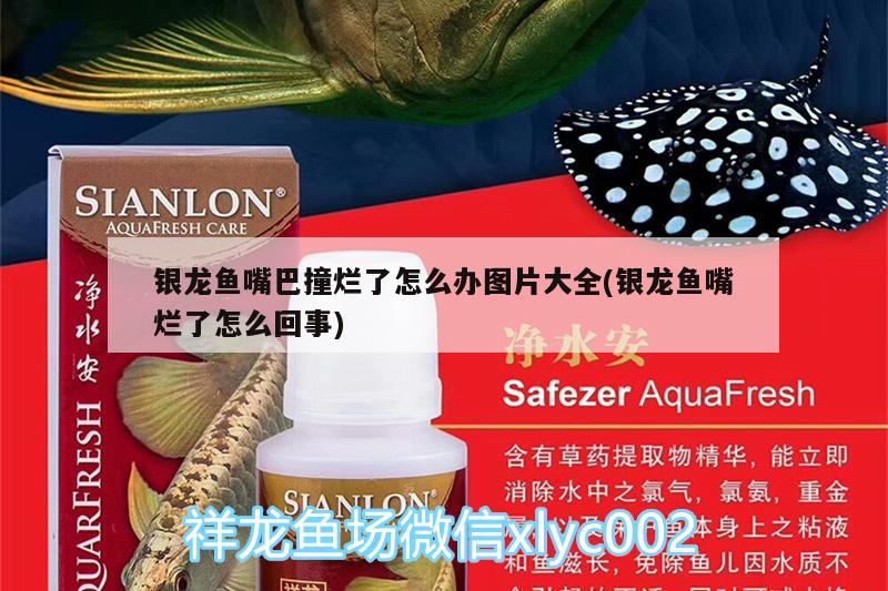 銀龍魚嘴巴撞爛了怎么辦圖片大全(銀龍魚嘴爛了怎么回事) 銀龍魚