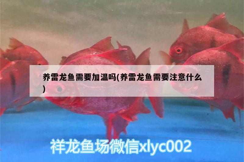 養(yǎng)雷龍魚需要加溫嗎(養(yǎng)雷龍魚需要注意什么) 南美異型魚