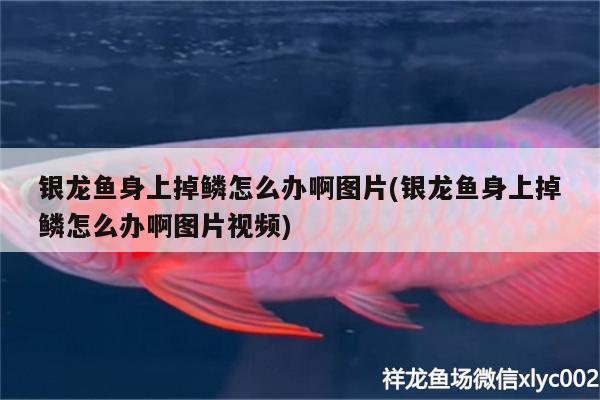 銀龍魚身上掉鱗怎么辦啊圖片(銀龍魚身上掉鱗怎么辦啊圖片視頻) 銀龍魚